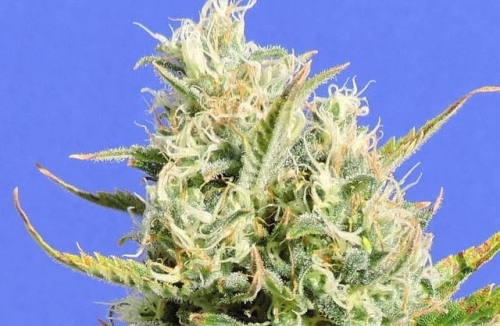 CBD Lemon Aid