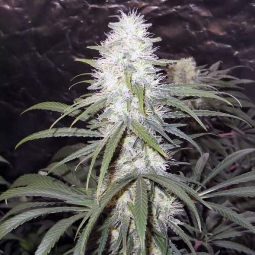 Sterling Haze