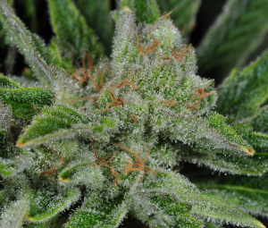Ghost Train Haze #1 od Rare Dankness nasiona marihuany