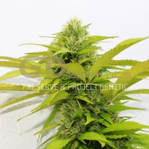 Orange Kush od Green Devil Genetics nasiona marihuany