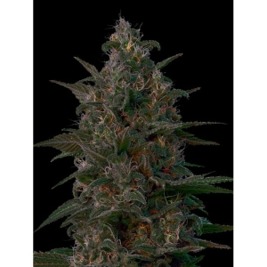 Indian Kush od Vip Seeds nasiona marihuany