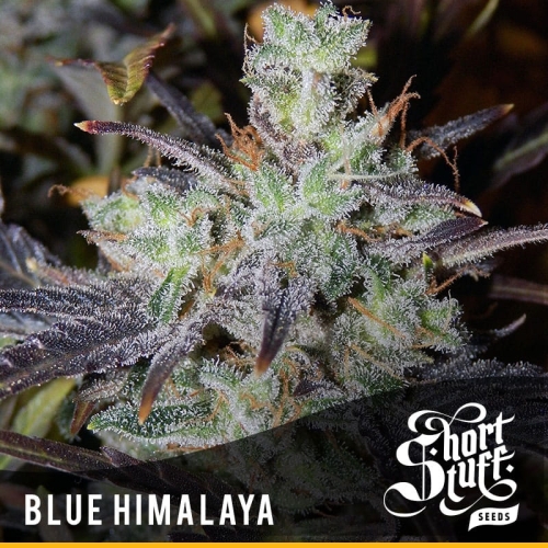 Auto Blue Himalaya
