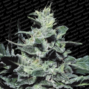 Nebula od Paradise Seeds nasiona marihuany