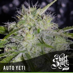 Auto Yeti od Short Stuff Seedbank nasiona marihuany