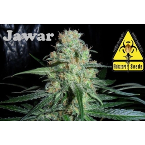 Jawar od Biohazard Seeds nasiona marihuany