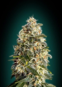 Heavy Bud od Advanced Seeds nasiona marihuany