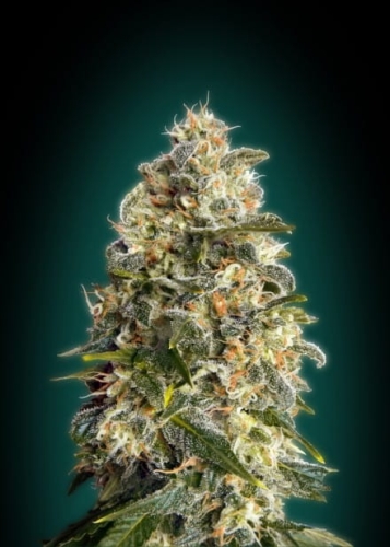 Heavy Bud