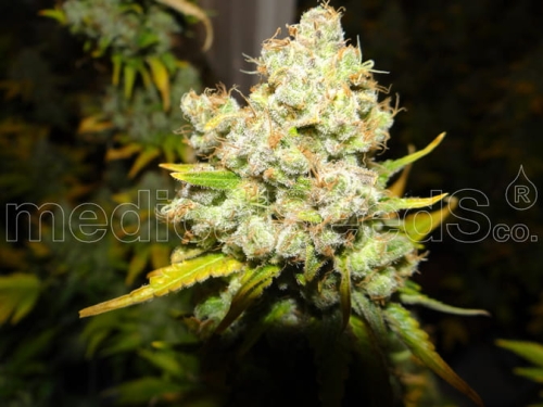 White Widow