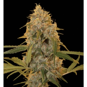 Chocolate Fondue od DNA Genetics nasiona marihuany