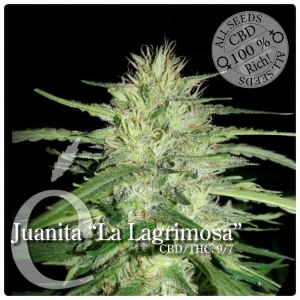 Juanita"La Lagrimosa" od Elite Seeds nasiona marihuany