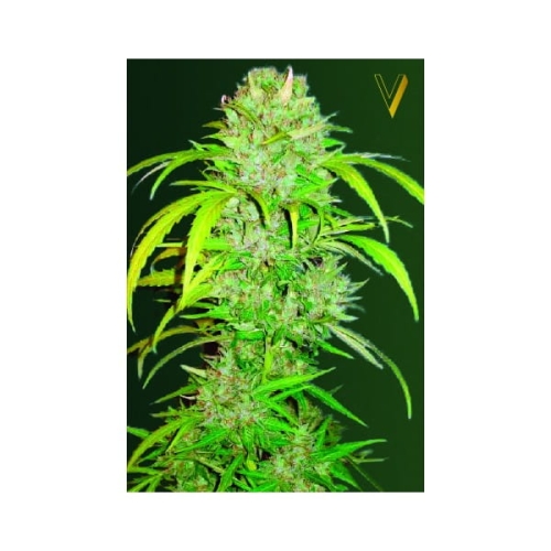 Auto Big Angel