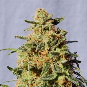 White Domina od Kannabia Seed nasiona marihuany