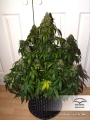 Auto Daiquiri Lime