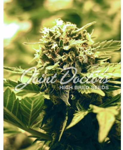 Lowryder #1 Auto