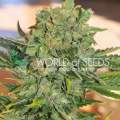 Tonic Ryder CDB (Auto)