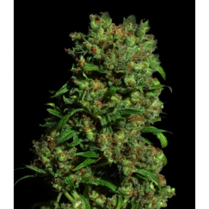 Critical Vip od Vip Seeds nasiona marihuany
