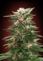 Feminized Collection #3
