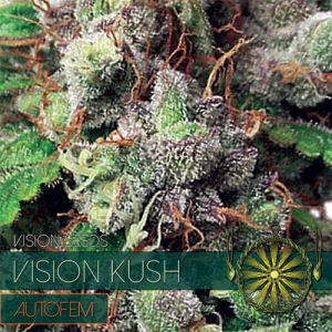 Vision Kush Auto od Vision Seeds nasiona marihuany