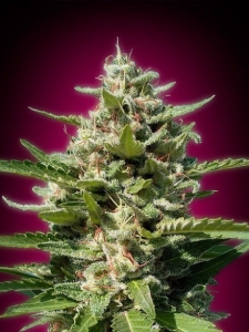 White Kush od Advanced Seeds nasiona marihuany