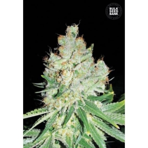 Cheese od Bulk Seed Bank nasiona marihuany