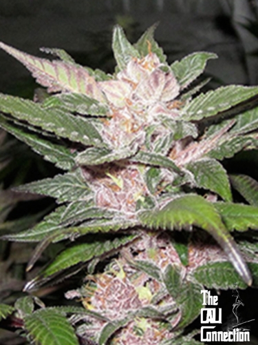 Purple Chem