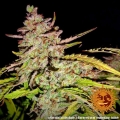 Gorilla Zkittlez Auto