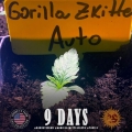 Gorilla Zkittlez Auto