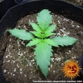 Gorilla Zkittlez Auto