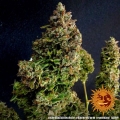 Gorilla Zkittlez Auto