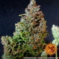 Gorilla Zkittlez Auto
