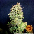 Gorilla Zkittlez Auto