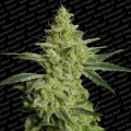 AllKush 