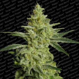 AllKush  od Paradise Seeds nasiona marihuany