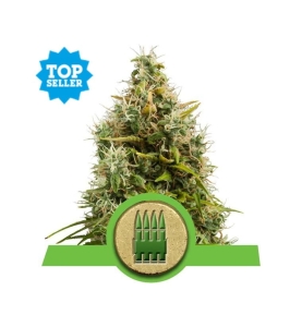 Royal AK  Automatic od Royal Queen Seeds nasiona marihuany