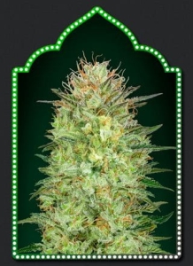 Auto Sweet Critical od 00 Seeds Bank nasiona marihuany