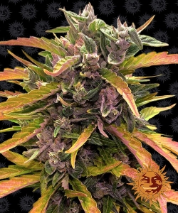 Gorilla Glue Auto od Barney's Farm nasiona marihuany
