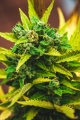Gorilla Glue Auto