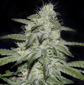 Kritikal Bilbo CBD od Genehtik nasiona marihuany