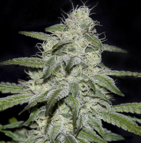Kritikal Bilbo CBD
