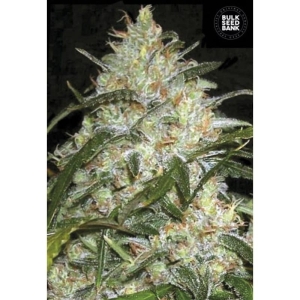 Grapefruit od Bulk Seed Bank nasiona marihuany