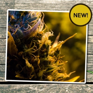 Auto Bio Lime od Biological Seeds nasiona marihuany