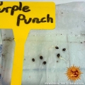 Purple Punch