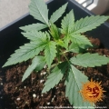 Glue Gelato Auto