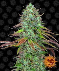 LSD Auto od Barney's Farm nasiona marihuany