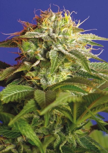 Green Poison
