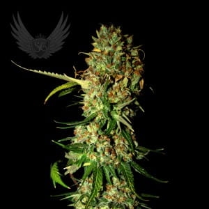 AK 470 Auto od Sensi Genetics nasiona marihuany