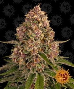 Pink Kush od Barney's Farm nasiona marihuany