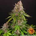 Pink Kush
