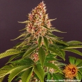 Pink Kush