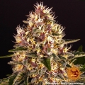 Pink Kush